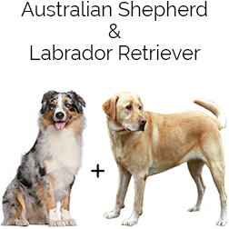Australian Sheprador Dog